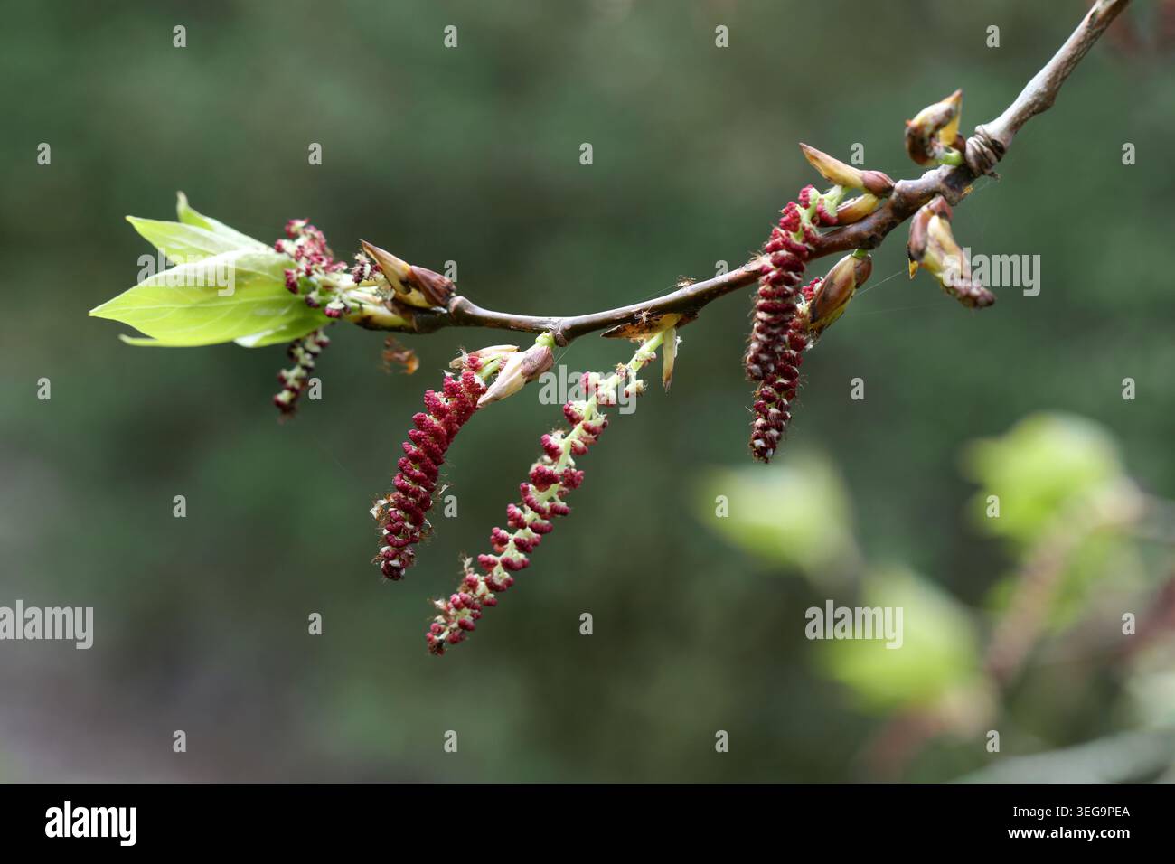 Chatons de l'Aspen chinois, Populus adenopoda, Salicaceae. Chine du Sud et centrale, Asie. Banque D'Images
