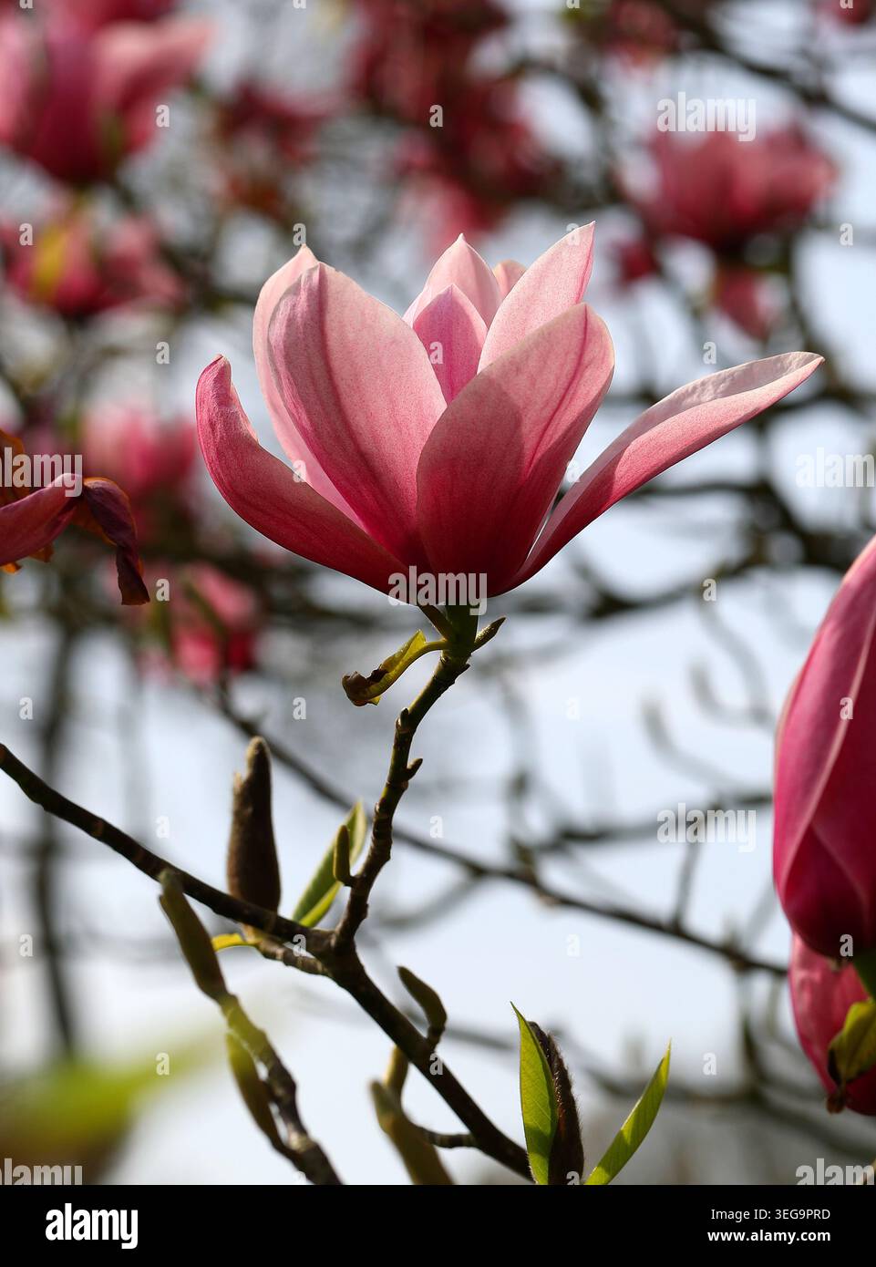 Magnolia 'Star Wars', Magnoliaceae. ROYAUME-UNI. Magnolia 'Star Wars' est un arbre hybride à feuilles caduques primé réputé pour ses grandes fleurs roses. Banque D'Images