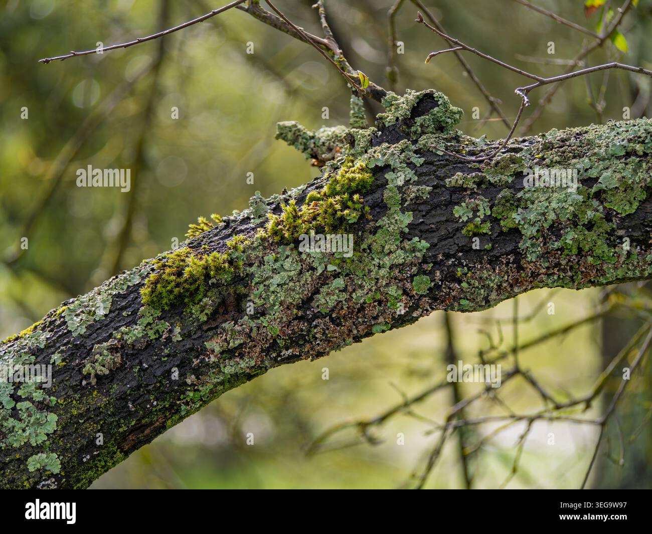 Mousse verte vibrante et lichen pâle recouvrant l'écorce texturée d'un chêne Banque D'Images