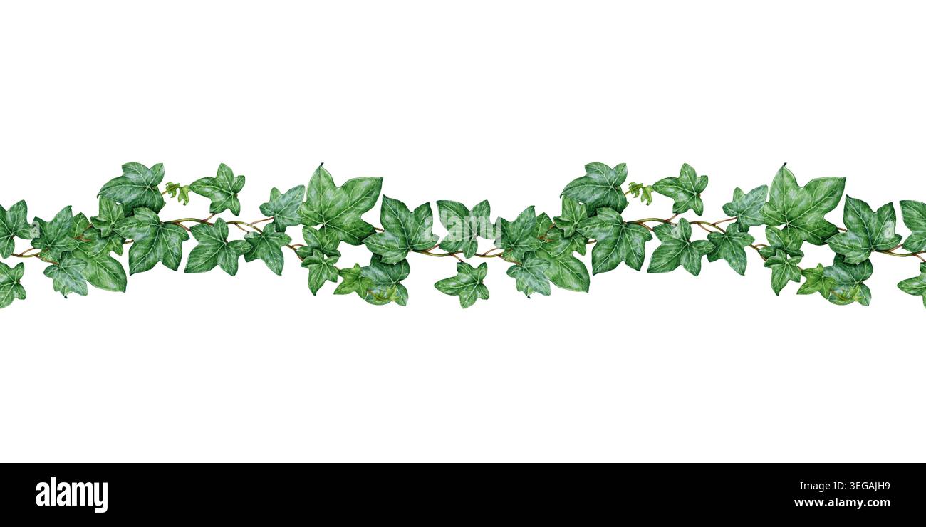 Clipart de frontière sans couture Ivy avec des feuilles grimpantes vertes et des vignes botaniques. Élément d'illustration florale d'aquarelle dessinée à la main isolé pour le mariage Banque D'Images