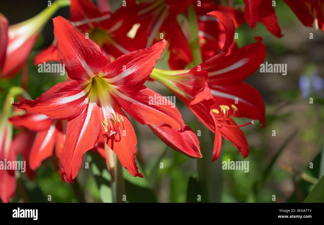 Belles, rouges, les fleurs de Lily de Joseph fleurissent dans le jardin du début du printemps. Gros plan. Banque D'Images
