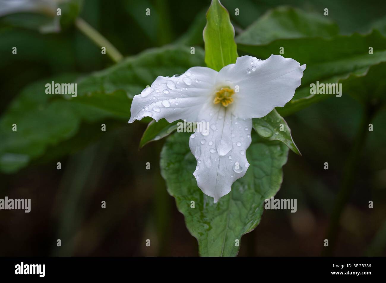 Fleur blanche de Trillium grandiflorum couverte de gouttes de pluie, fleurissant dans un jardin boisé luxuriant avec un riche feuillage vert et une lumière naturelle douce. Banque D'Images