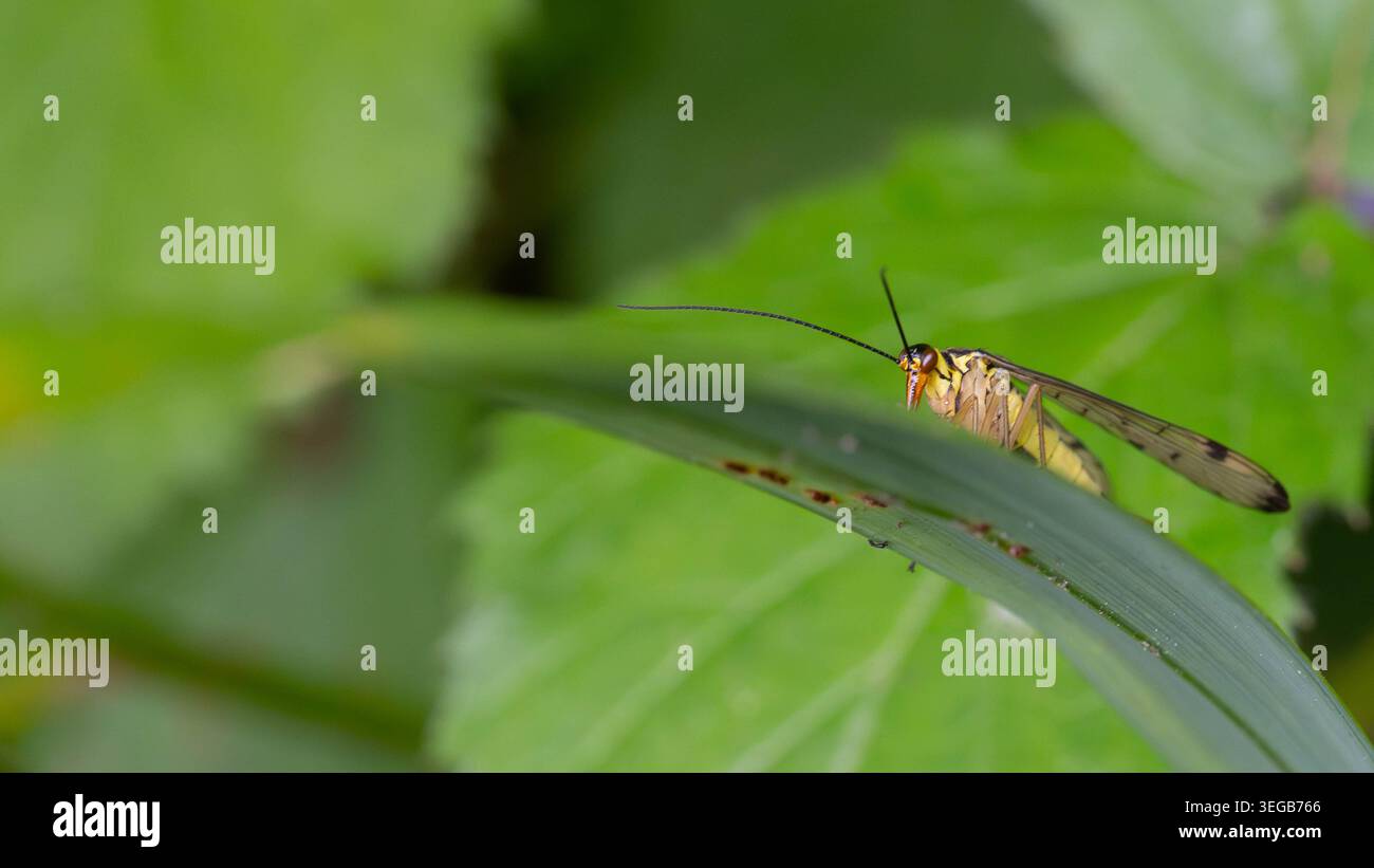 Bio Diversity - Panorpa germanica - bel insecte avec de grandes ailes. Photo de haute qualité Banque D'Images