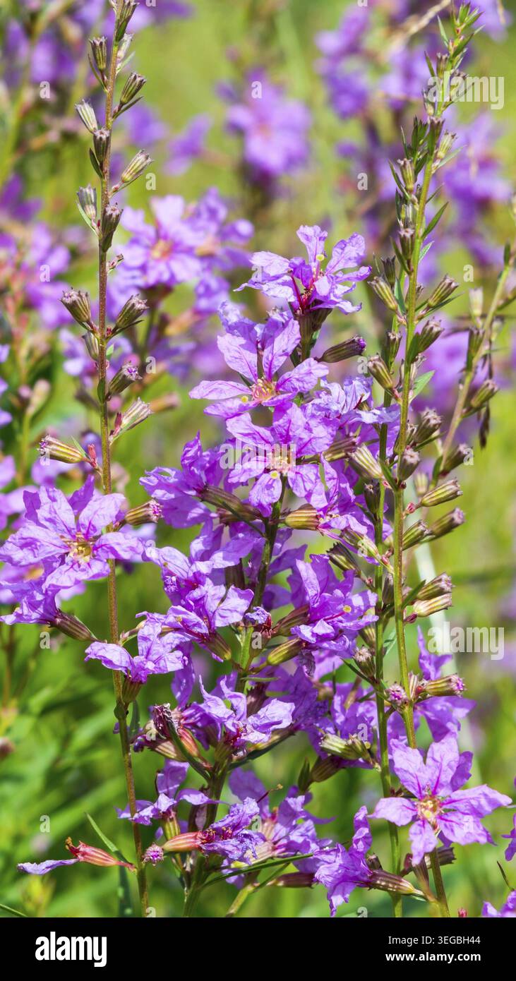 Fleurs violettes dans l'herbe verte. Belle floraison d'été sur le terrain. La verticale Banque D'Images