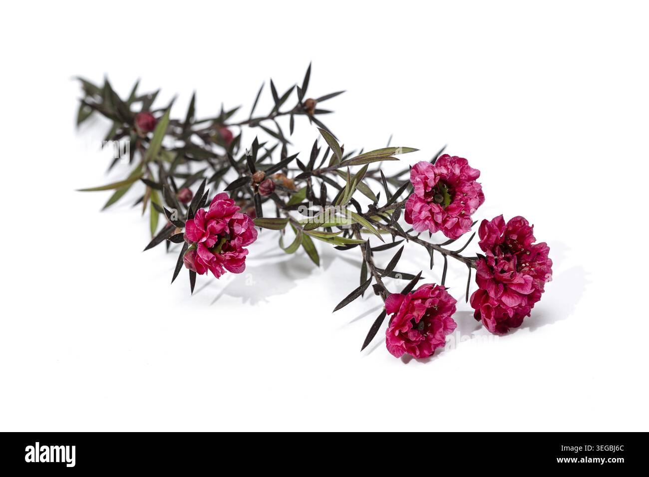 Brindille de Leptospermum scoparium avec fleurs roses fleuries isolées sur fond blanc Banque D'Images