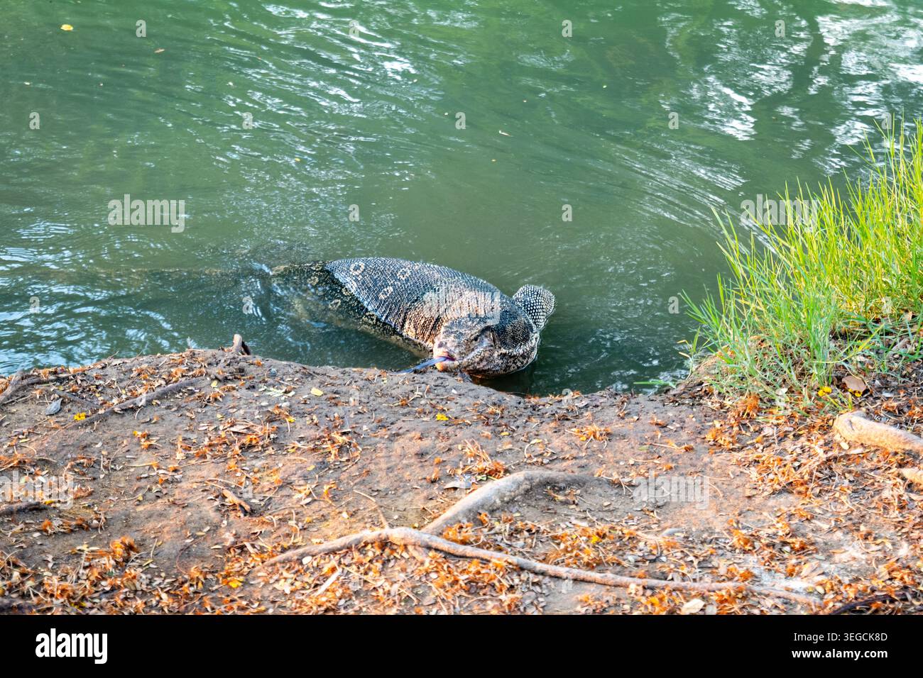 Asian Water Monitor Lizard, ou Varanus Salvator, dans le parc Lumphini, au centre-ville de Bangkok. Banque D'Images
