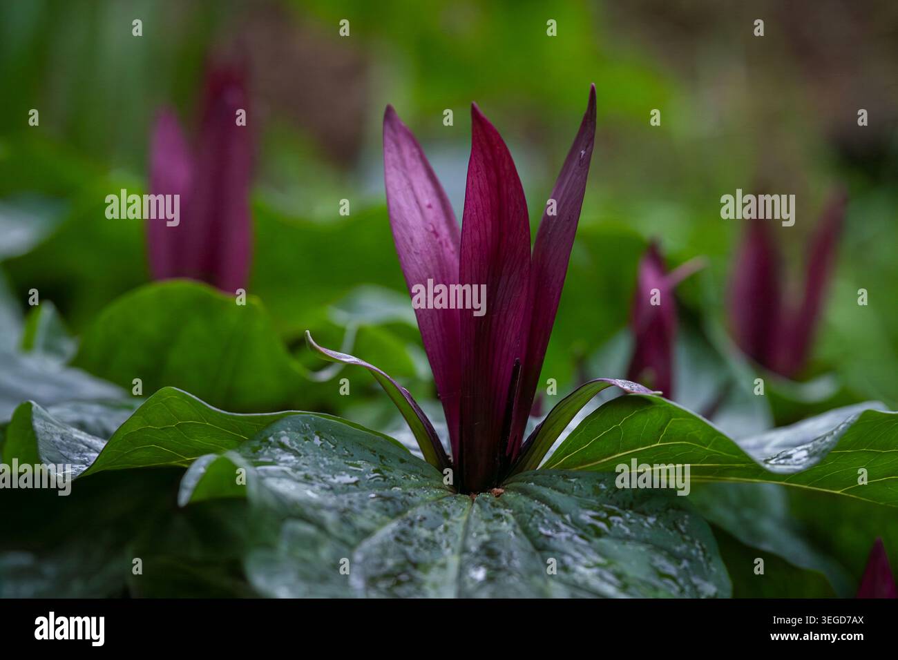 Groupe de fleurs trillium kurabayashii violettes profondes émergeant à travers le feuillage vert brillant après la pluie, créant une scène de jardin boisé au printemps. Banque D'Images