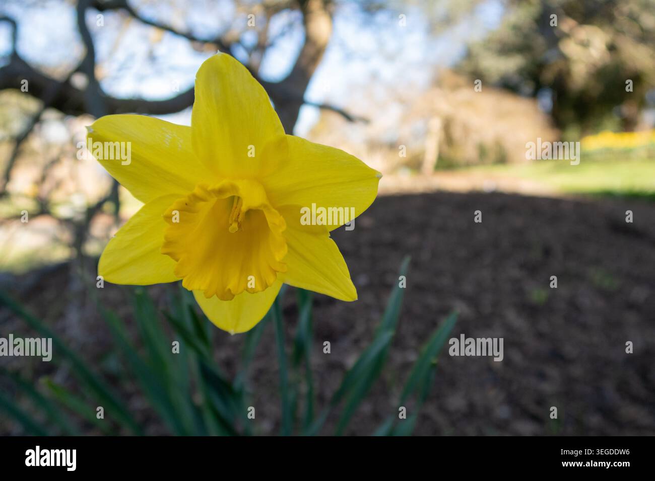 Narcissus 'Dutch Master' (trompette jonquille) Banque D'Images