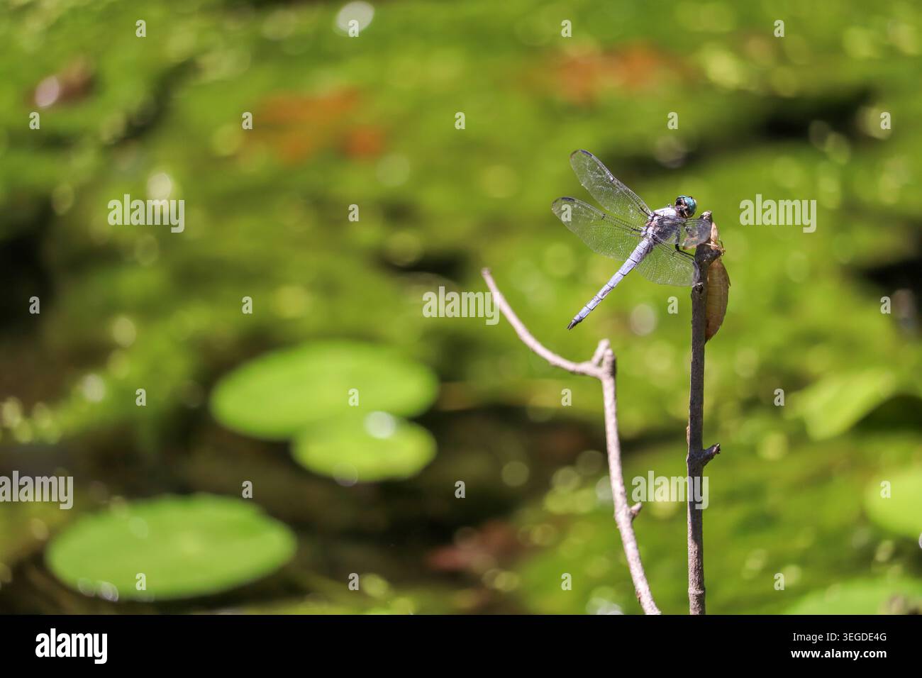 Great Blue Skimmer Dragonfly Banque D'Images