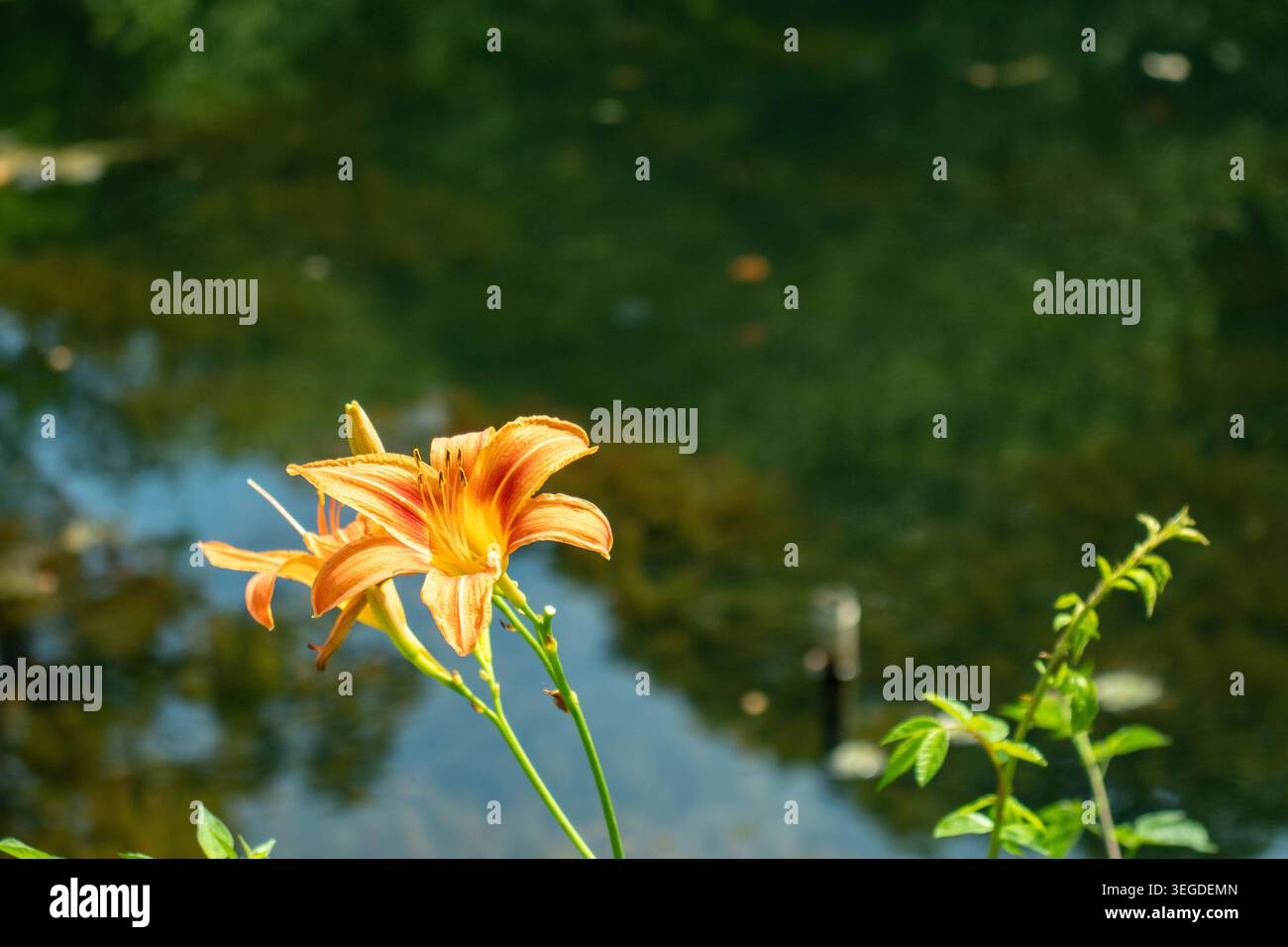 Hemerocallis fulva (Tawny Daylily) Banque D'Images