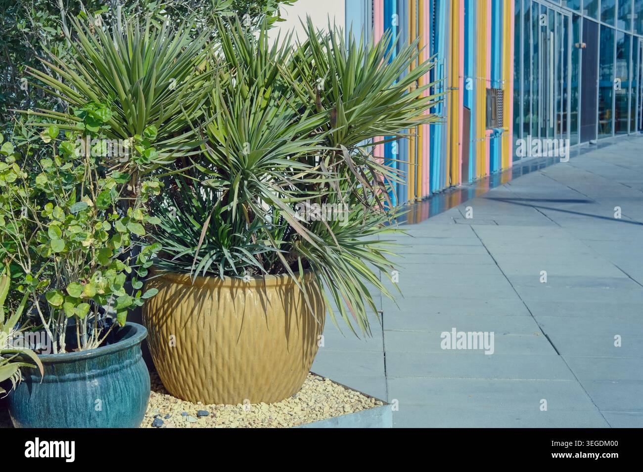 Aménagement paysager urbain moderne avec des plantes décoratives en pot, des plantes succulentes et de la verdure dans un environnement extérieur contemporain. Banque D'Images