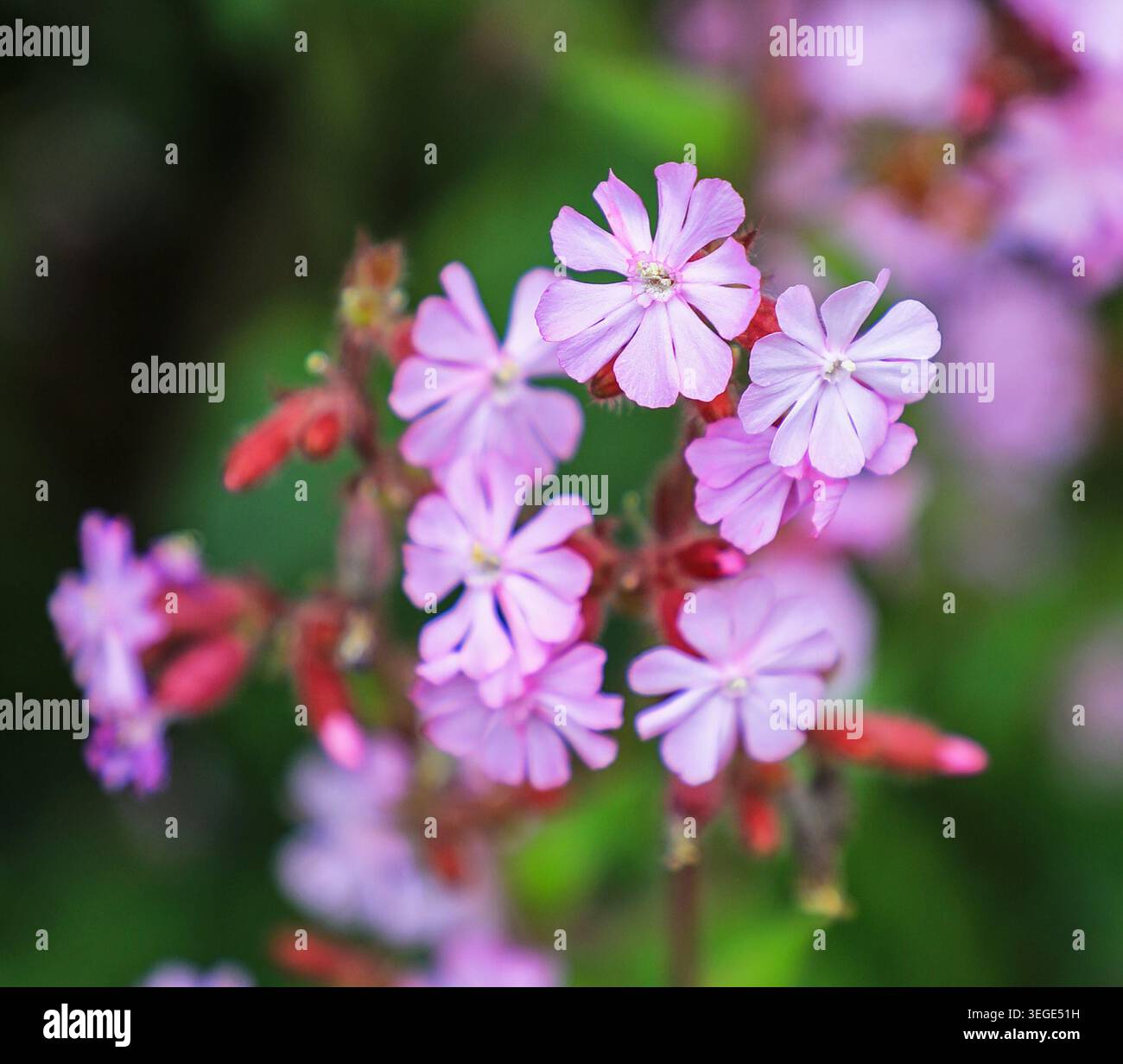 Les fleurs roses ou rouges de Red campion (Silene dioica), Angleterre, Royaume-Uni Banque D'Images