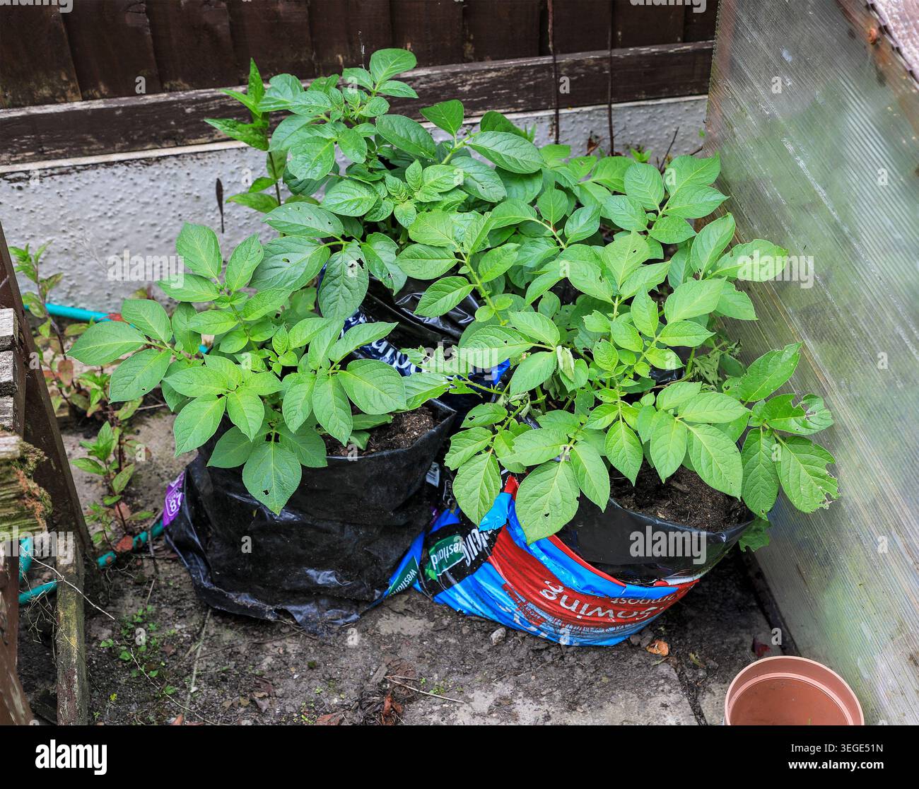 Pommes de terre poussant dans un vieux sac de compost, Angleterre, Royaume-Uni Banque D'Images