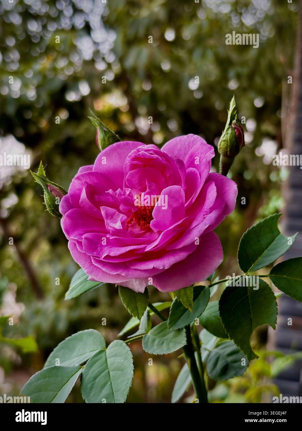 Belle rose rose fleurissant naturellement au milieu d'un feuillage vert luxuriant avec un bokeh doux de rêve en arrière-plan. - Image de stock capturée avec un smartphone