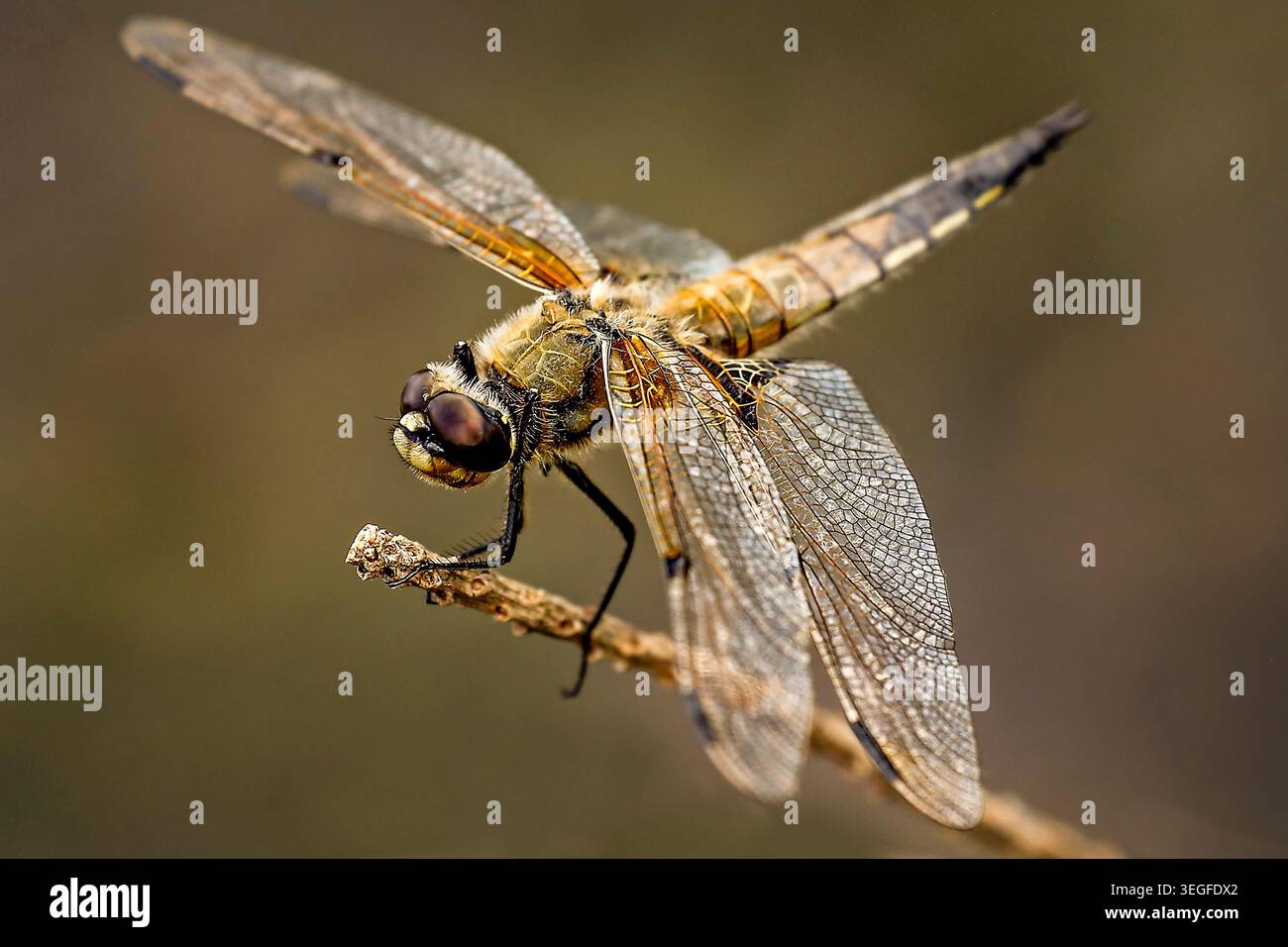 Libellule aux ailes dorées posée sur une brindille, ses délicates ailes en verre brillent par une douce lumière naturelle. Banque D'Images