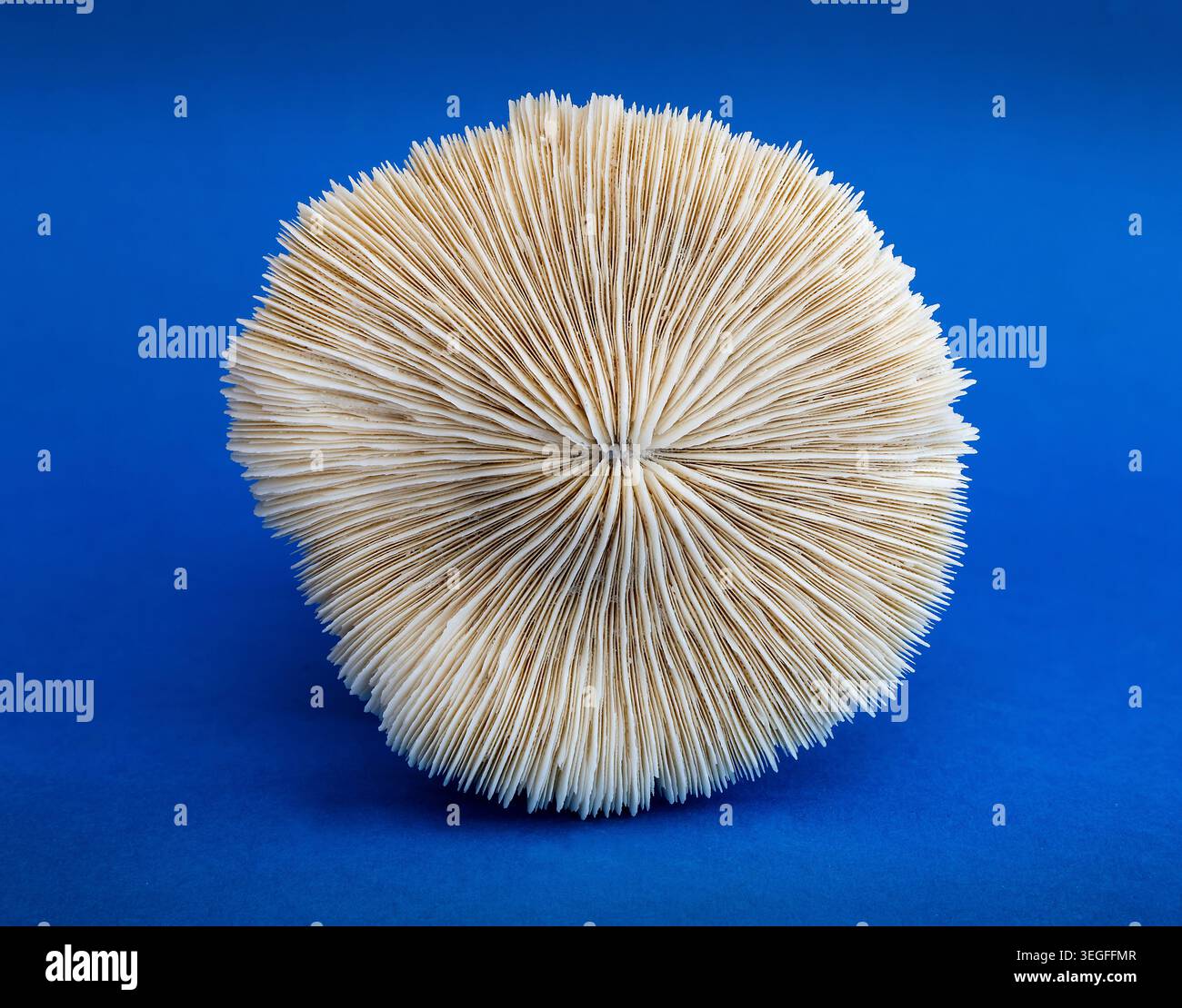 Squelette d'oursin affichant la symétrie radiale parfaite de la nature sur un fond bleu vif. Banque D'Images
