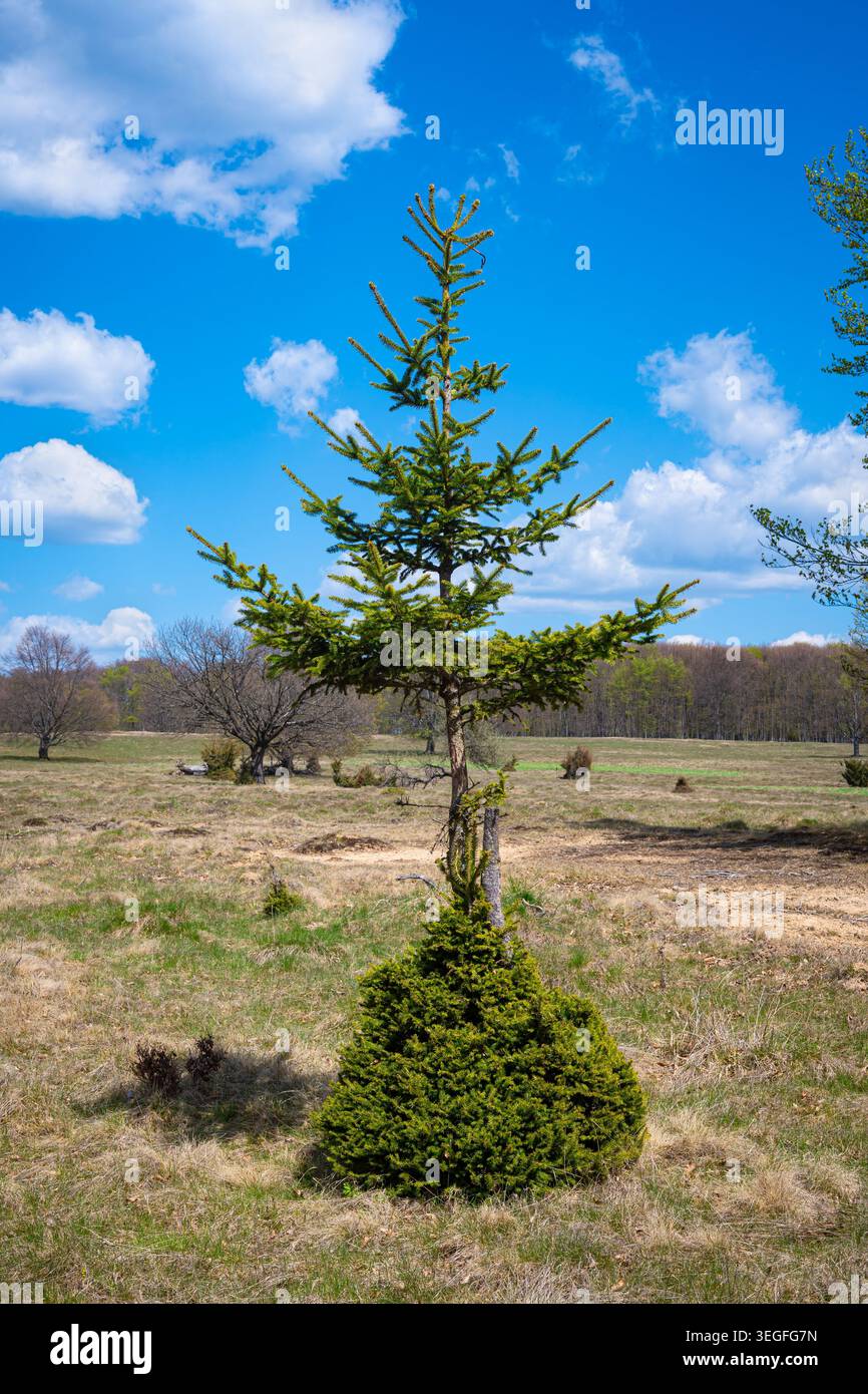 Épinette solitaire, Picea abies, avec un feuillage dense à la base Banque D'Images