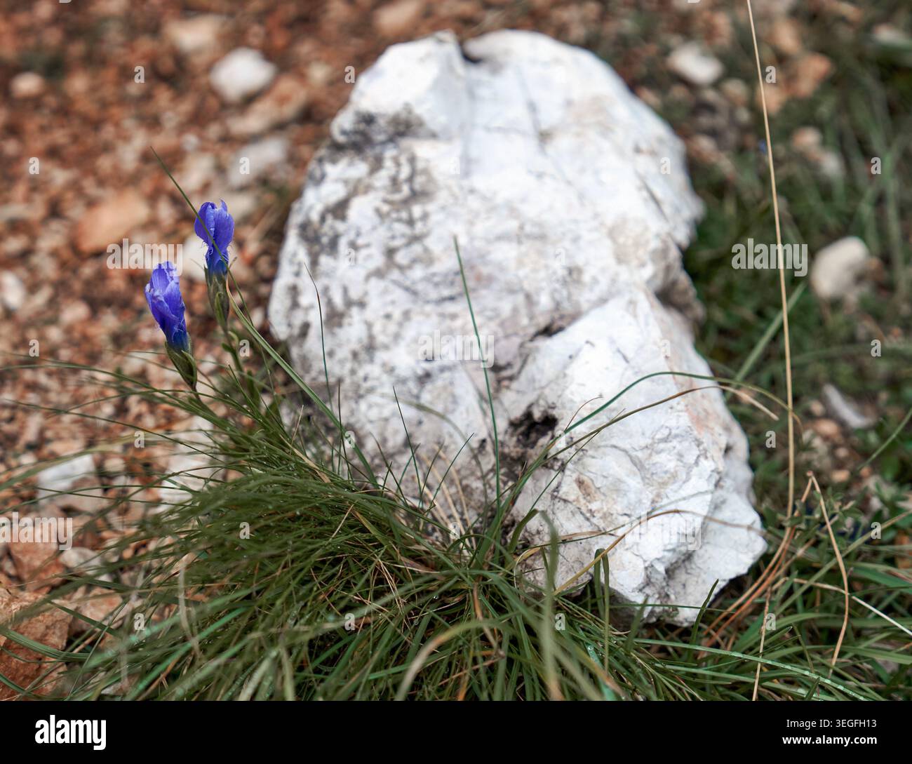 L'herbe, la pierre et la cloche fleurissent Banque D'Images