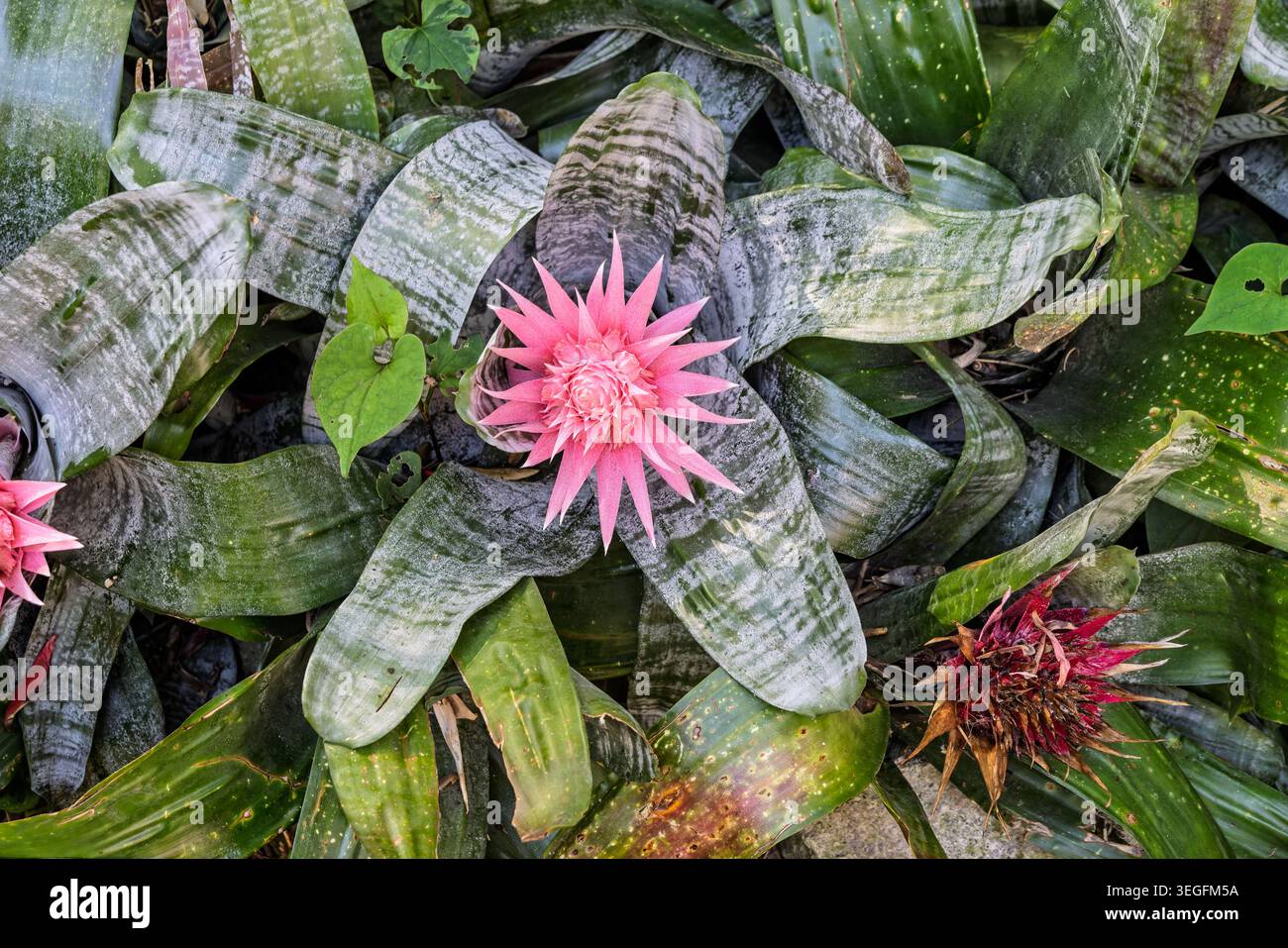 Gros plan de rose. Urne plante des fleurs avec des feuilles striées vertes dans le jardin à Forio, Ischia, Italie en mai 2026 Banque D'Images