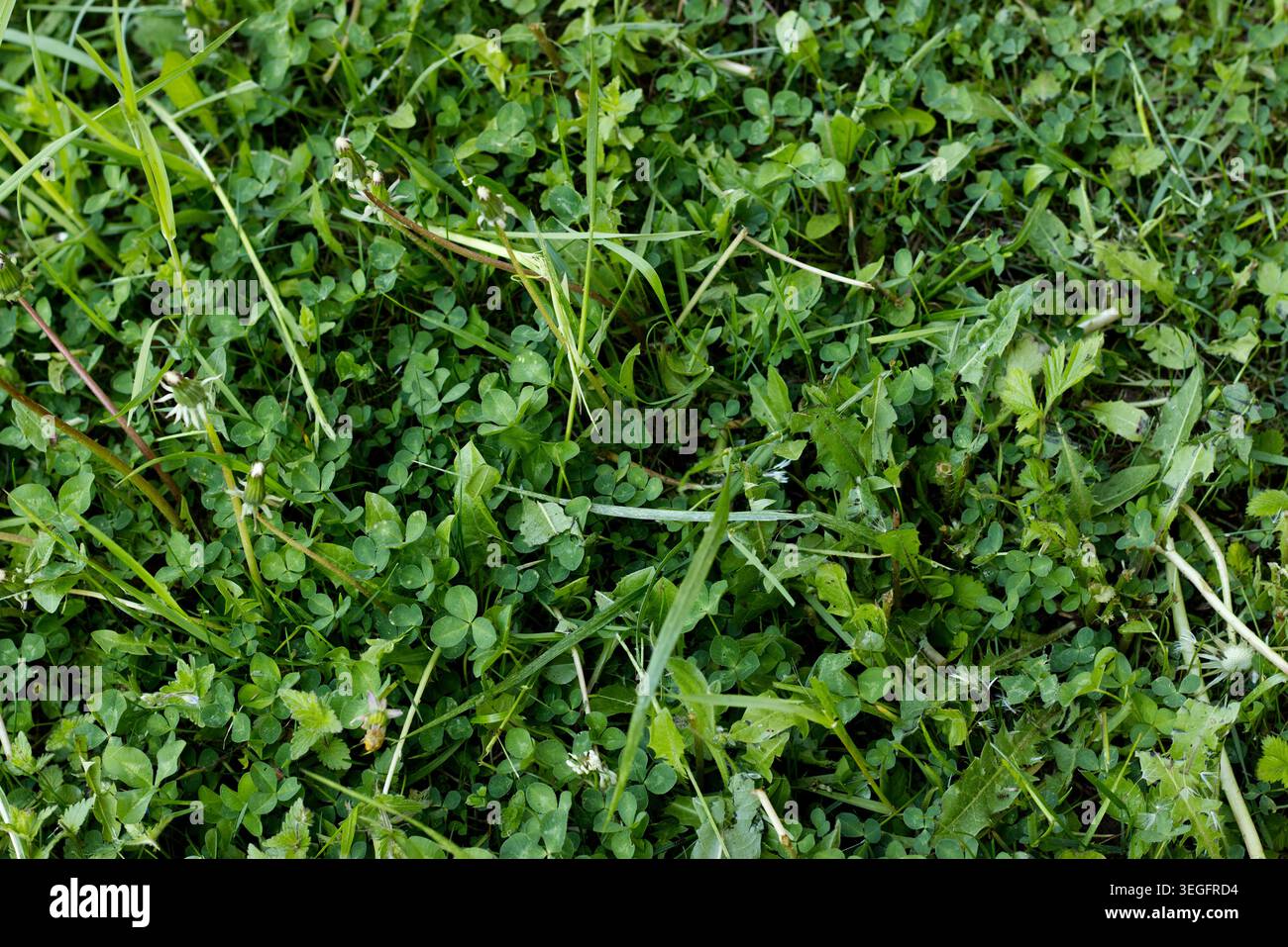 Vue de dessus d'herbe verte mélangée avec du trèfle et des plantes sauvages formant un fond texturé naturel Banque D'Images