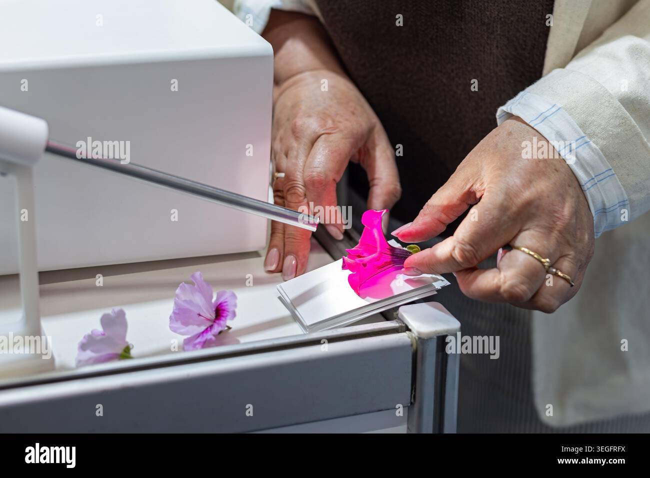 Mains examinant la fleur sous la lumière d'inspection. Gros plan des mains plaçant une fleur rose sous une lumière d'inspection brillante, montrant l'analyse botanique Banque D'Images
