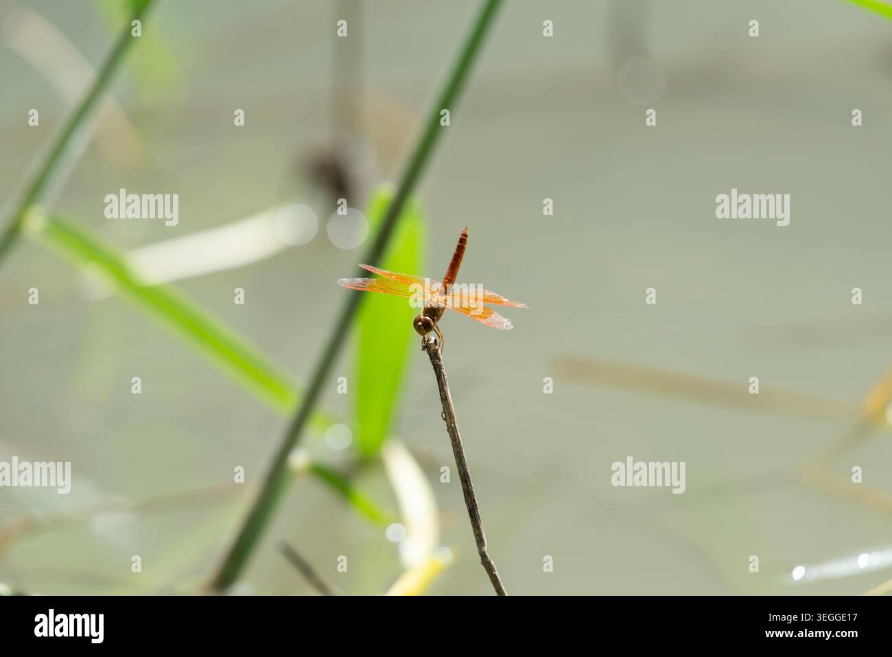 Libellule orange reposant sur une fine brindille au-dessus de l'eau avec un fond naturel doux soulignant la faune des zones humides et le comportement des insectes Banque D'Images