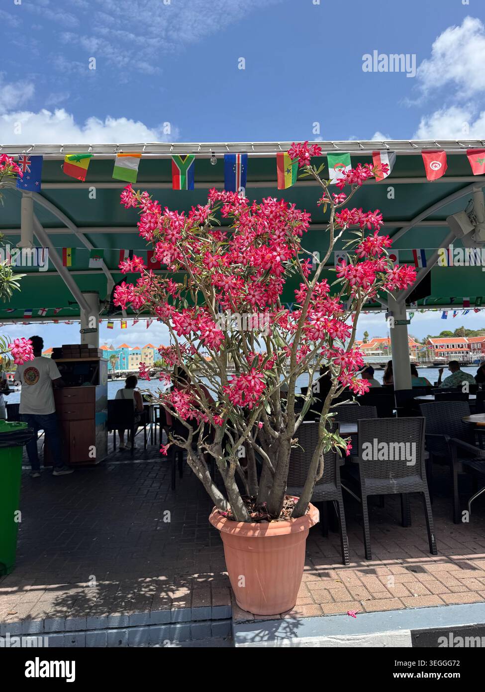 Un grand rosier du désert en pot avec des fleurs rose vif décorant la terrasse extérieure d'un restaurant au bord de l'eau à Curaçao. Banque D'Images
