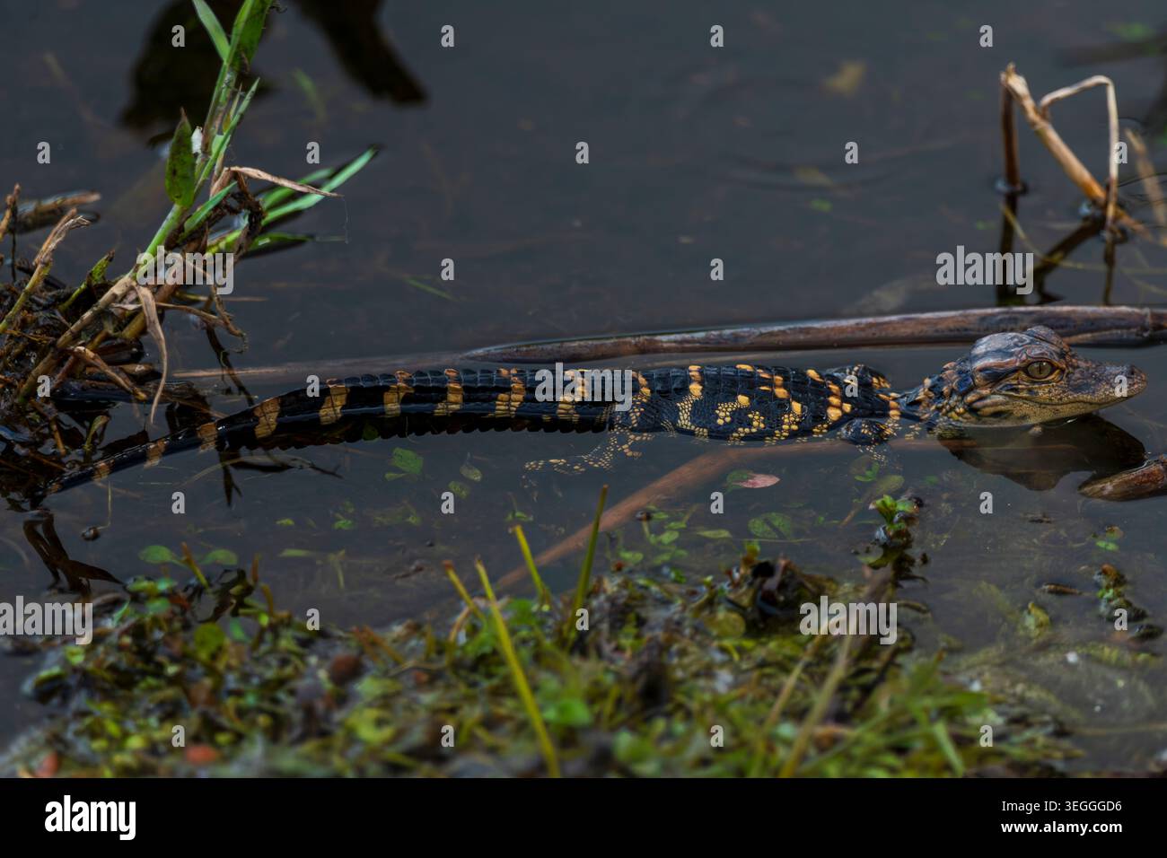 Alligator juvénile dans le parc national des Everglades Banque D'Images