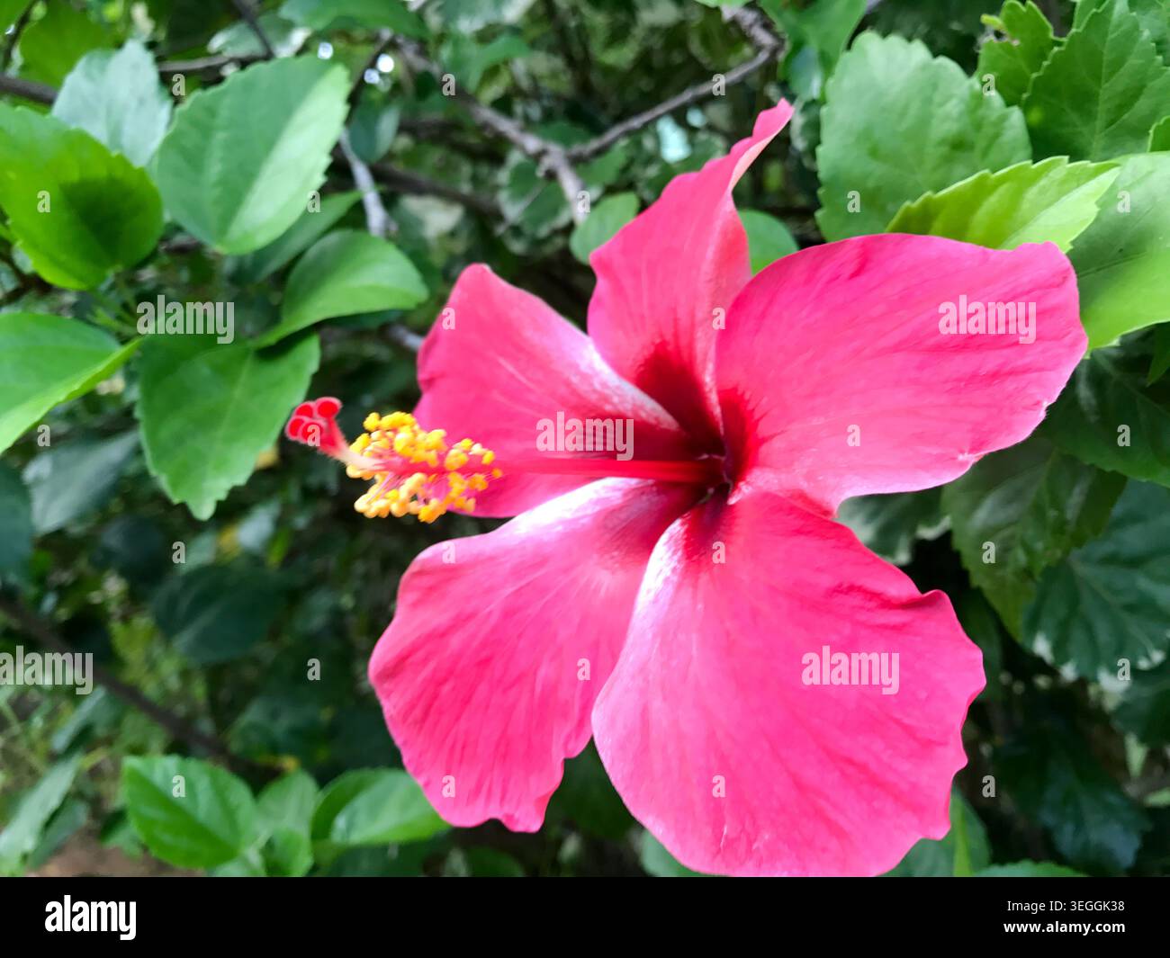 Gros plan d'une fleur d'hibiscus tropical rose éclatante (Hibiscus rosa-sinensis) en pleine floraison entourée d'un feuillage vert luxuriant. Vue détaillée de Delicate Banque D'Images