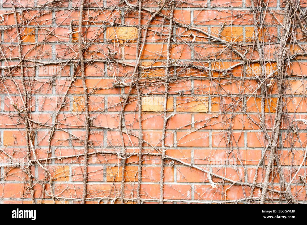 Mur de briques avec vignes séchées et texture organique, fond de brique rouge vieilli Banque D'Images