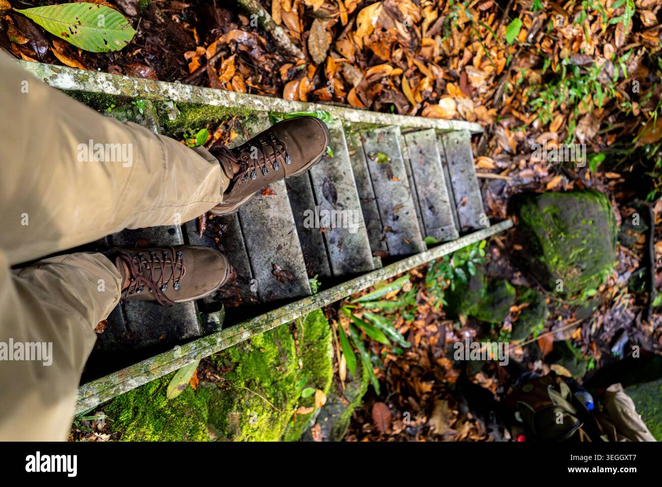Une personne debout sur une échelle en bois altérée, entourée d'un feuillage vert éclatant et de feuilles brunes tombées dans une forêt tropicale colombienne dense. Banque D'Images