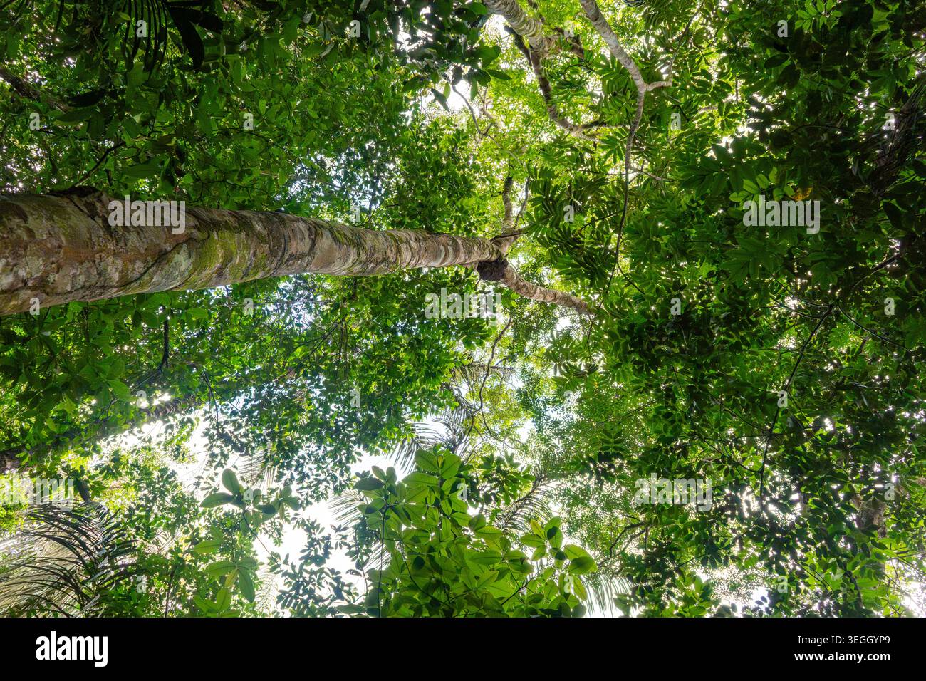 Admirez les grands arbres entourés de feuilles vertes luxuriantes créant un auvent vibrant dans la jungle colombienne. Banque D'Images