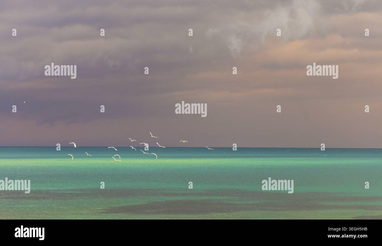 Un groupe de mouettes survolant la mer dans le Péloponnèse, en Grèce, un jour de pluie Banque D'Images