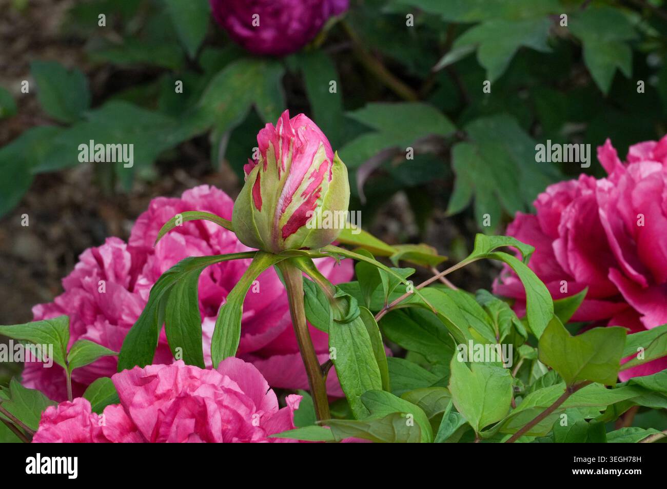Pivoines roses avec bourgeons et feuilles vertes dans le jardin botanique Banque D'Images