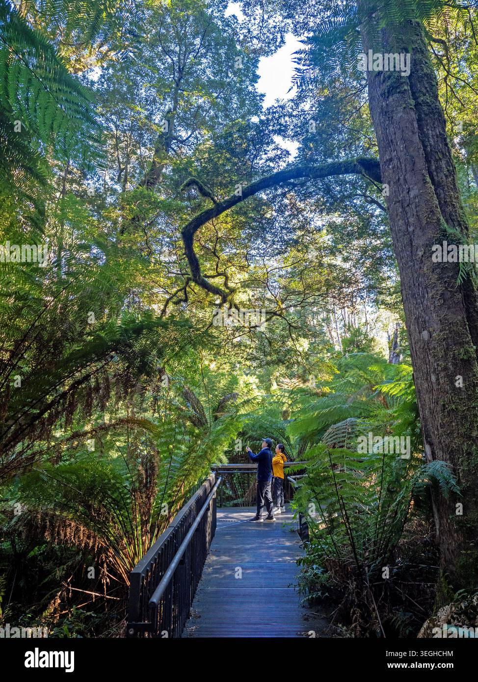 Promenade dans la forêt tropicale de Maits Rest, parc national de Great Otway Banque D'Images