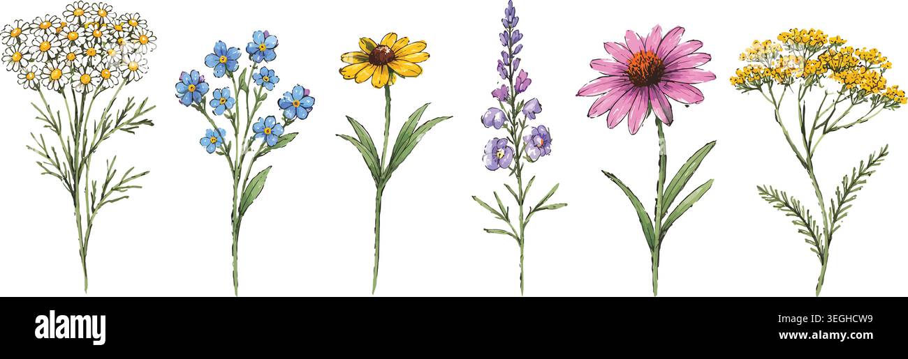 Ensemble d'illustrations de fleurs sauvages à l'aquarelle dessinées à la main et d'herbes de prairie Illustration de Vecteur