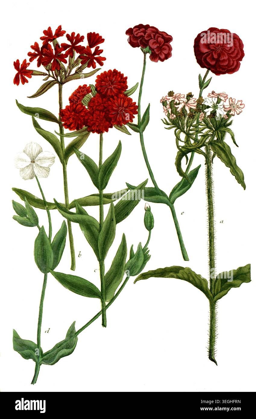 Botanik, Pflanzen, a. Lychnis chalcedonica, b. l chalcedonica flore simplici, c. l flore pleno minimato, Brennende Liebe, d. l coronaria alba, e. Lychnis coronaria flore rubro, Reproduktion von einer Vorlage aus dem 19. Jahrhundert. Authentisch, Datei restauriert für optimal Verwendung, genaues Datum der Vorlage unbekannt Banque D'Images