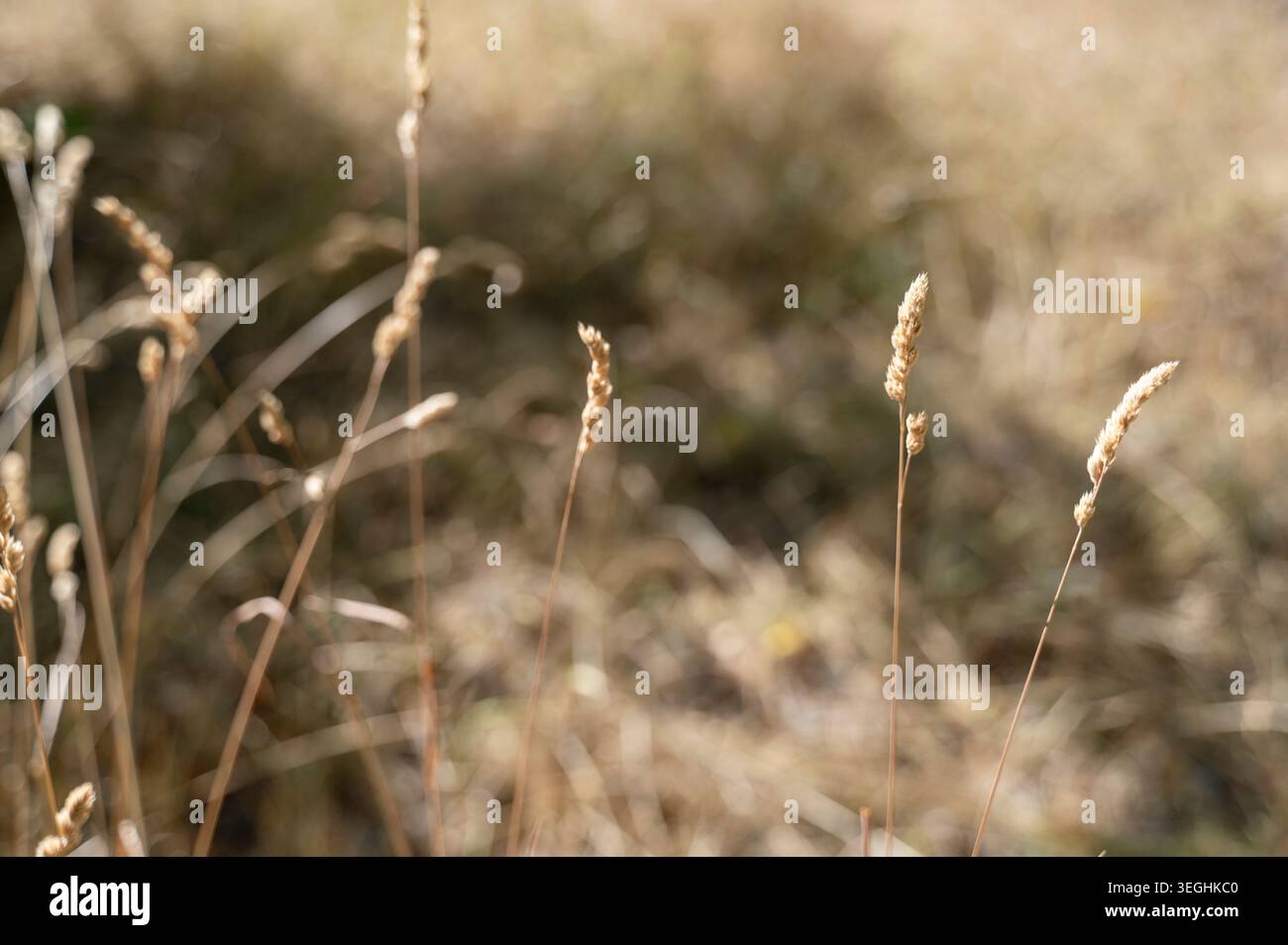 Herbe sèche haute dans un environnement naturel d'été. Végétation fanée sous la lumière du jour. Concept de beauté de la nature dans l'aridité, crise environnementale Banque D'Images