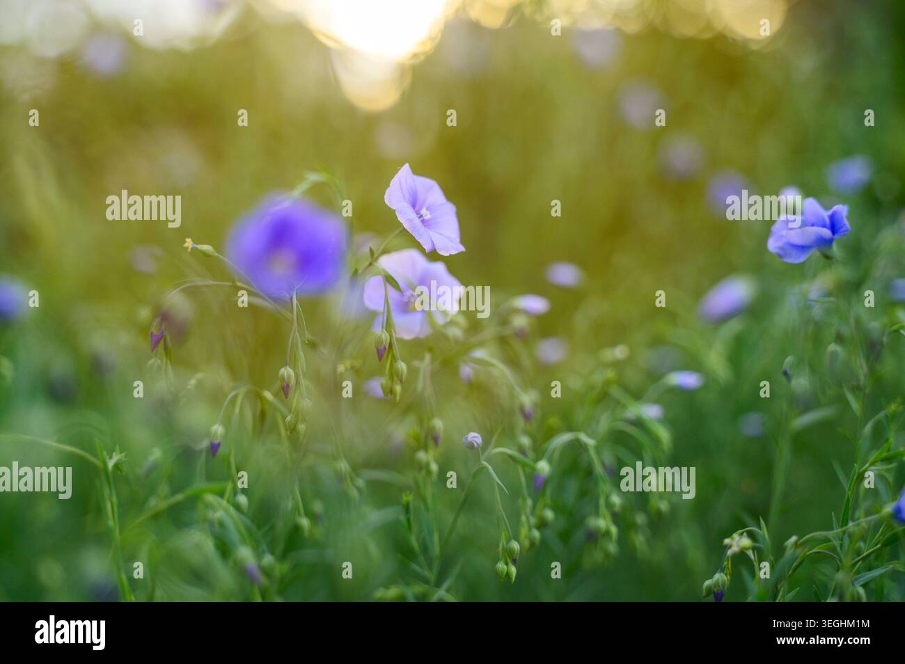 Grappe de fleurs sauvages bleues sur un fond de prairie verte. Concept de protection de l'environnement, beauté de la nature fragile et diversité botanique esthétique Banque D'Images