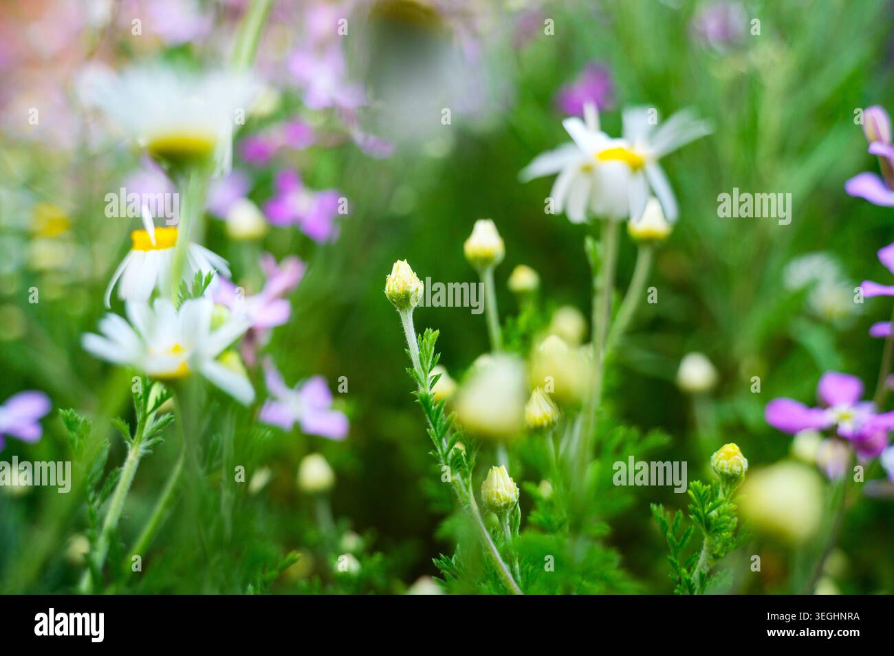 Grappes de marguerites dans un champ vert sauvage. Concept de conservation de l'environnement, beauté de la nature fragile et palette de couleurs botaniques vibrantes pour la flore Banque D'Images