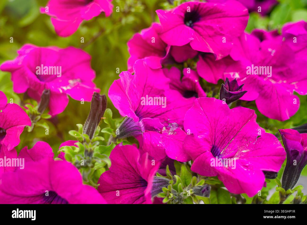 Gros plan de fleurs de pétunia en fleurs avec pétales magenta et feuillage vert. Concept de beauté de la nature, croissance botanique fragile, et vege de printemps frais Banque D'Images