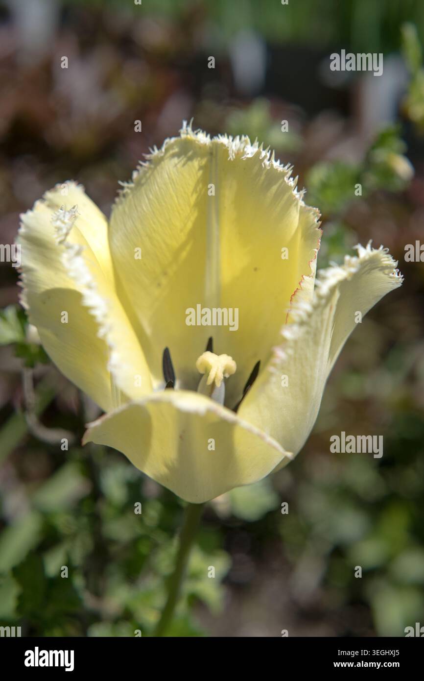 Variété tulipe jaune avec pétales dentelés. Banque D'Images
