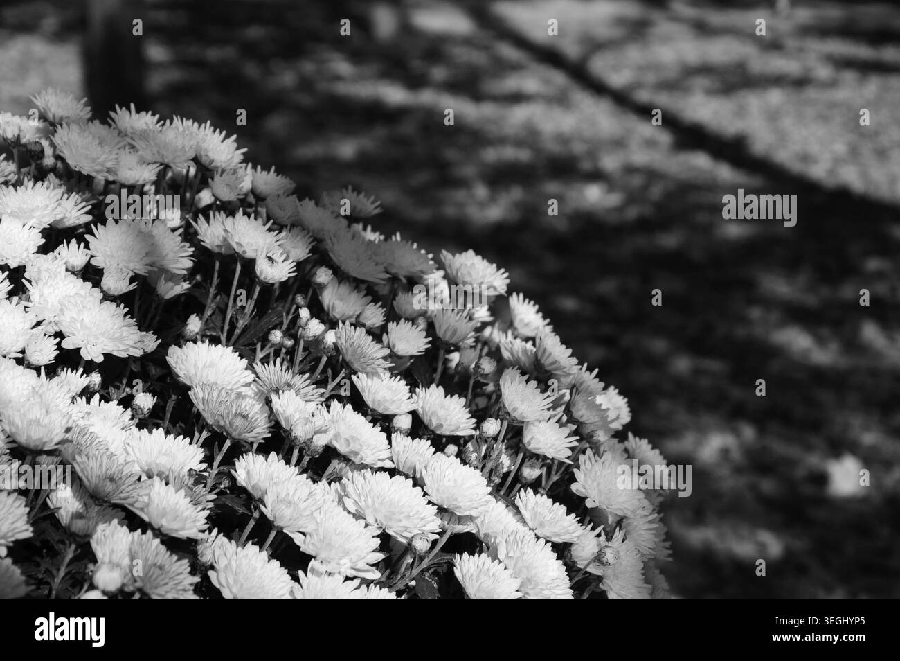 Chrysanthèmes colorés parterre de fleurs et feuilles fanées tombées sur le sol. Automne dans le parc. Un jeu d'ombre et de lumière. Mise au point sélective. Photo vieillie. Banque D'Images