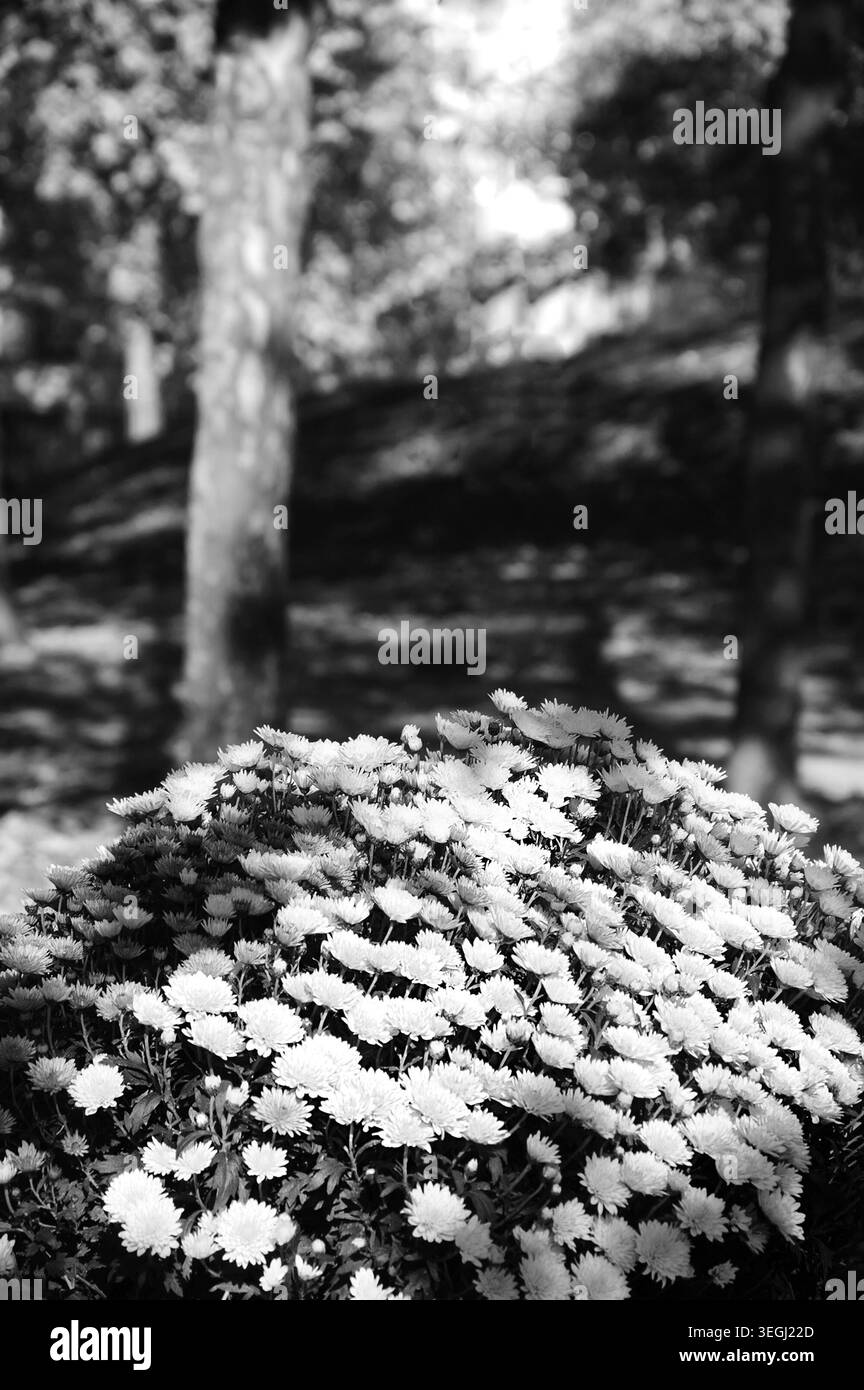 Chrysanthèmes colorés parterre de fleurs et feuilles fanées tombées sur le sol. Automne dans le parc. Un jeu d'ombre et de lumière. Mise au point sélective sur la fleur Banque D'Images