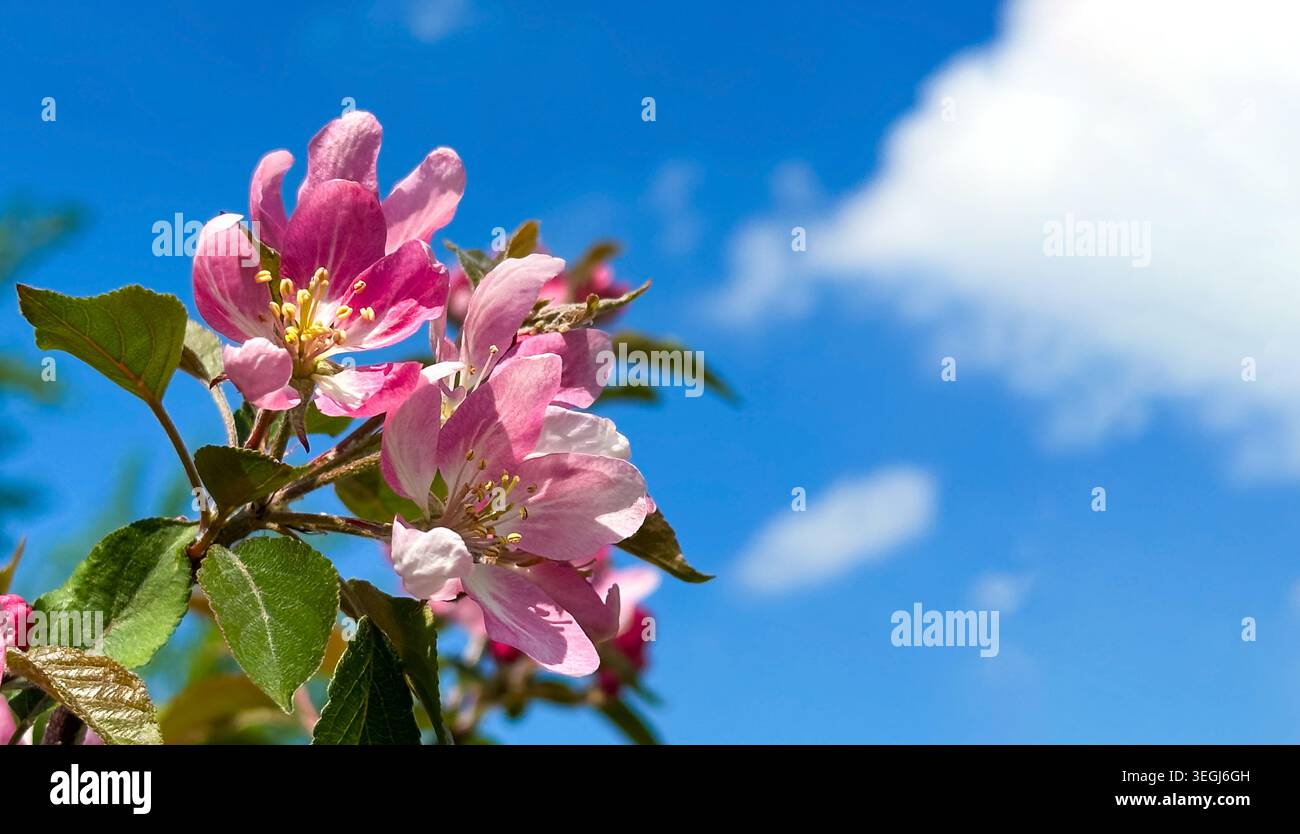 Fleurs de pomme rose sous un ciel bleu clair : capturer la beauté du printemps Banque D'Images