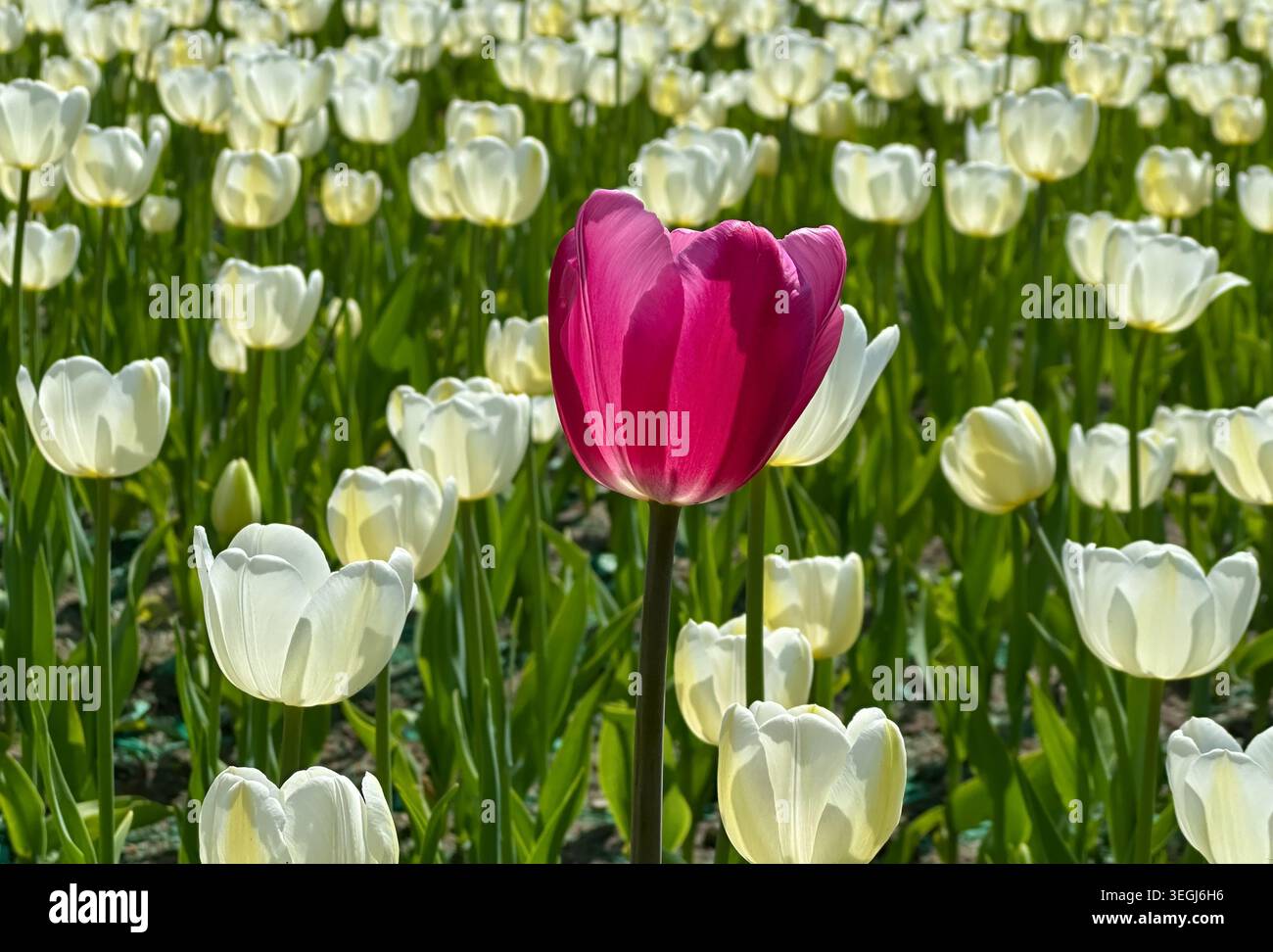 Tulipe rose vibrante au milieu du champ des fleurs blanches signifiant individualité et contraste Banque D'Images