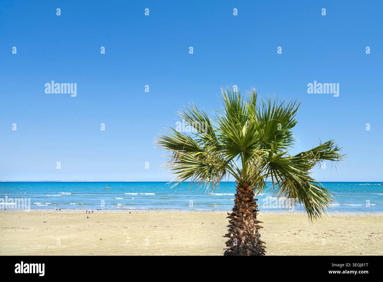 Larnaca, Chypre. 6 mai 2026. vue panoramique sur les palmiers sur la plage en centre-ville Banque D'Images