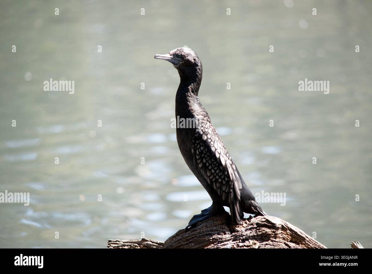 le petit cormoran noir est un oiseau de mer noir avec un œil bleu Banque D'Images