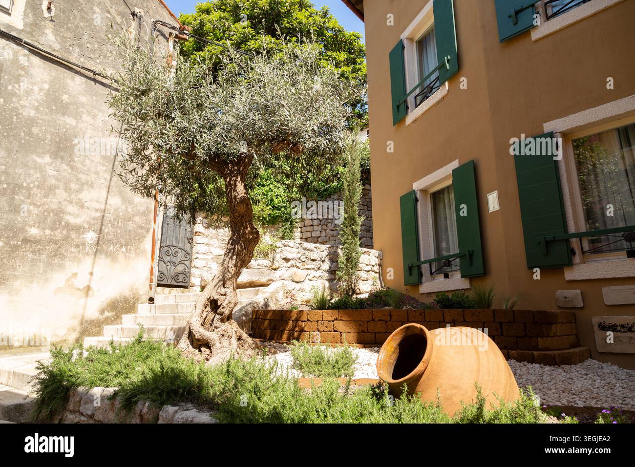 Vieil olivier avec tronc tordu et amphore en terre cuite dans une cour ensoleillée à Rovinj, Croatie. Banque D'Images