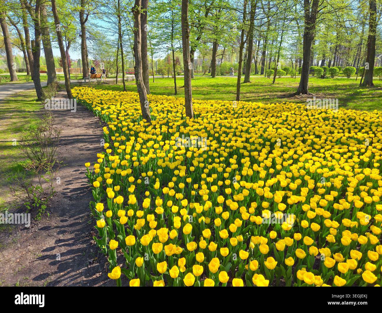 Lit de jardin de tulipes en forme dans le parc de printemps entouré d'arbres et de fleurs mélangées - Image de stock capturée avec un smartphone